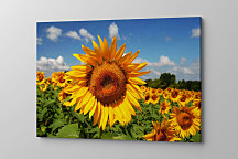 Obraz Slnečníc zs1223